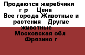 Продаются жеребчики 14,15 16 г.р  › Цена ­ 177 000 - Все города Животные и растения » Другие животные   . Московская обл.,Фрязино г.